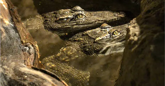Crocs: Ancient Predators in a Modern World Opens at AMNH